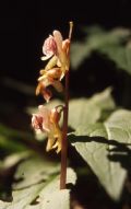 Epipogium aphyllum